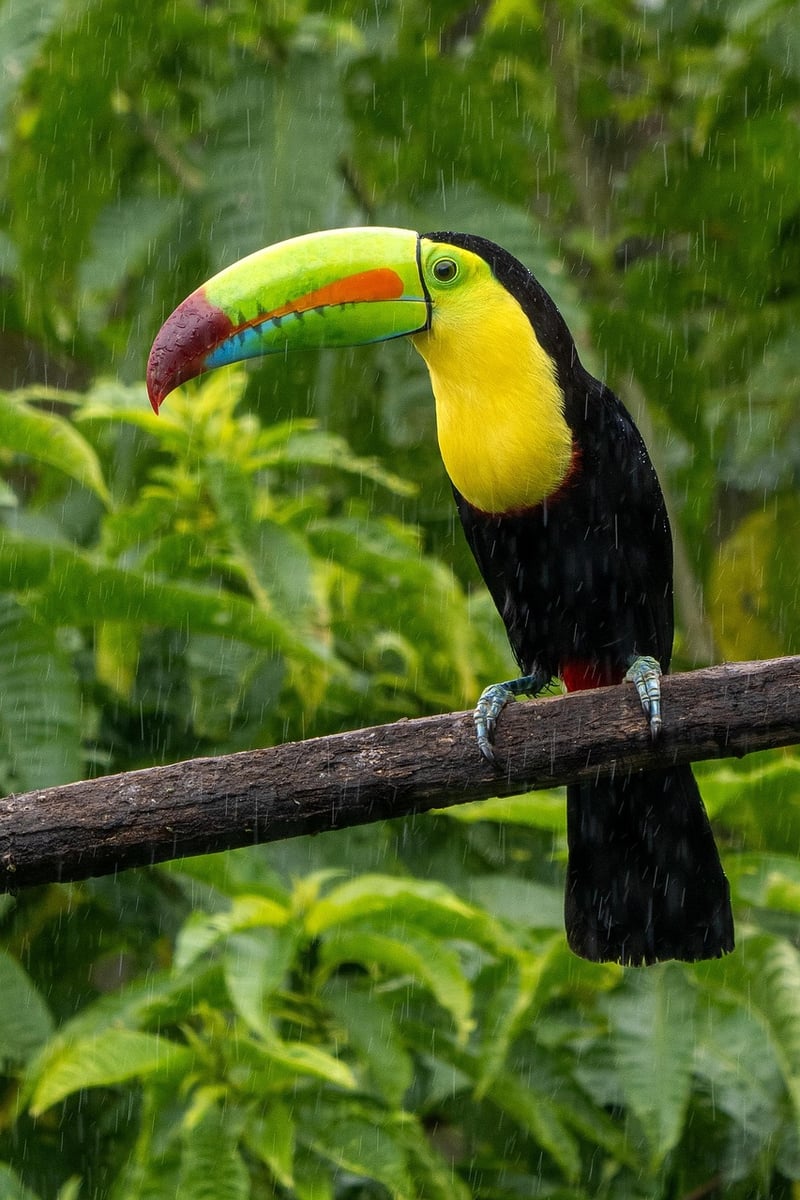 Costa Rica Jungle